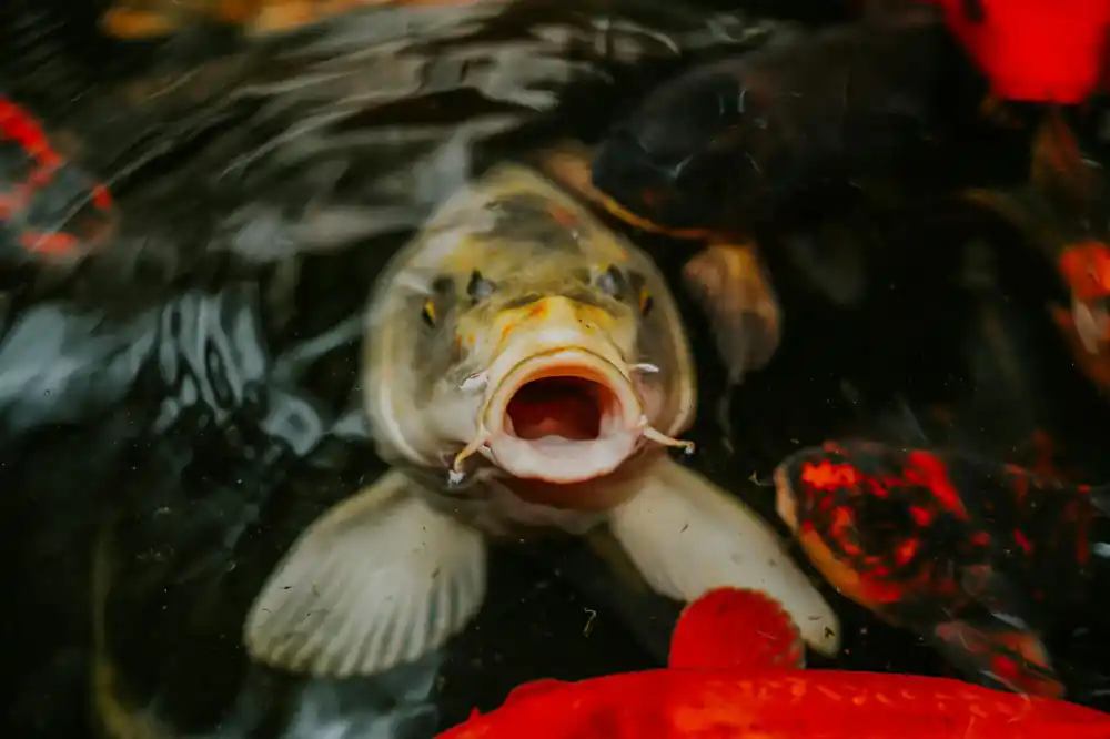 Close up of healthy fish species sharing a pond environment