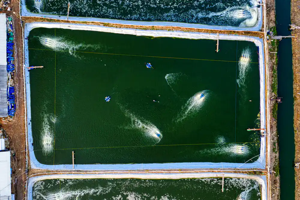 Commercial pond filtration system