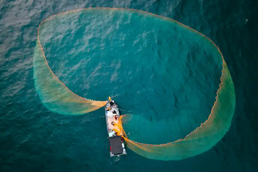 Large scale seine net harvesting operation