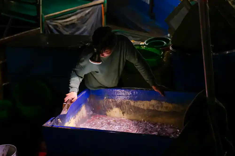 Workers sorting freshly harvested fish into transport containers
