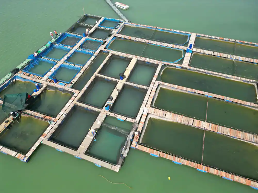 Aerial view of a structured fish pond farm