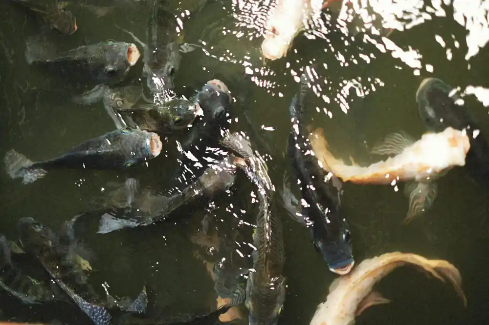 Large scale fish pond construction