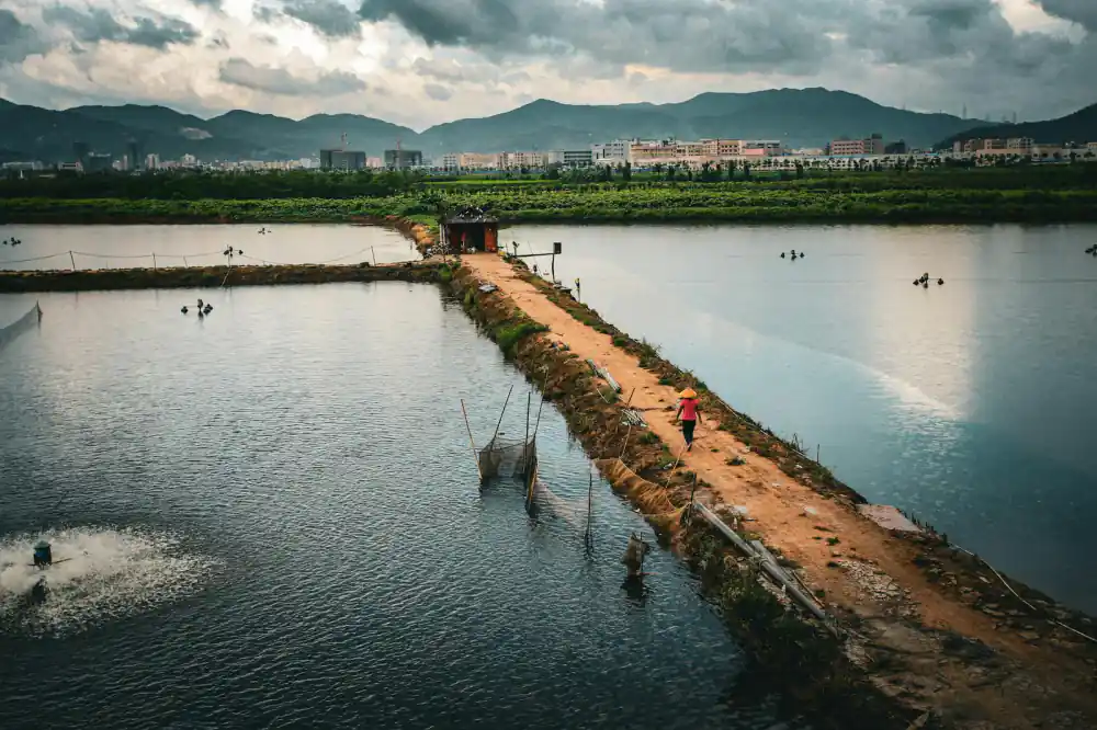 Wide view of a pristine commercial fish pond at dawn