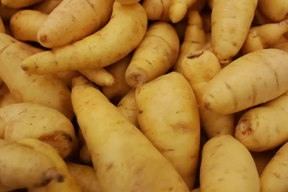 Assortment of fingerlings ready for stocking