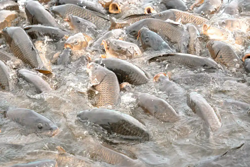 Common Carp Fingerlings
