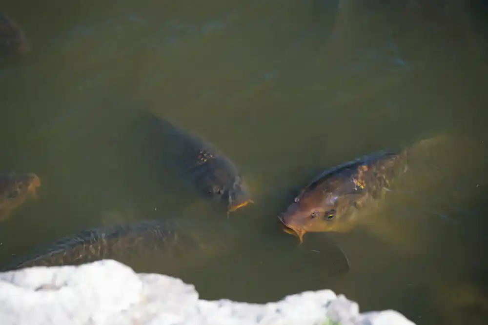 Common Carp pond culture