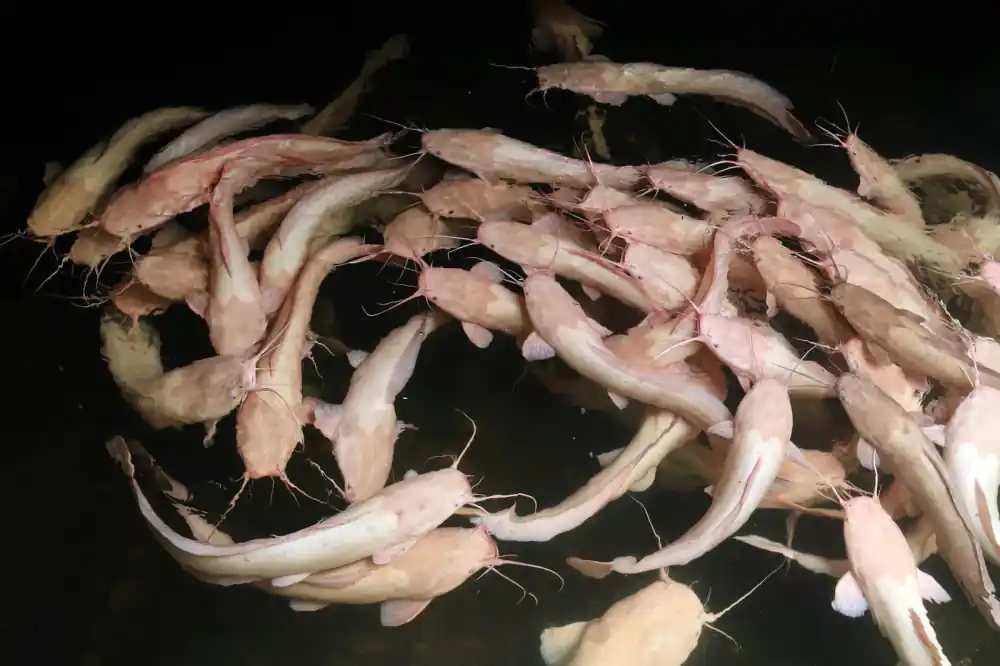 African Catfish farming