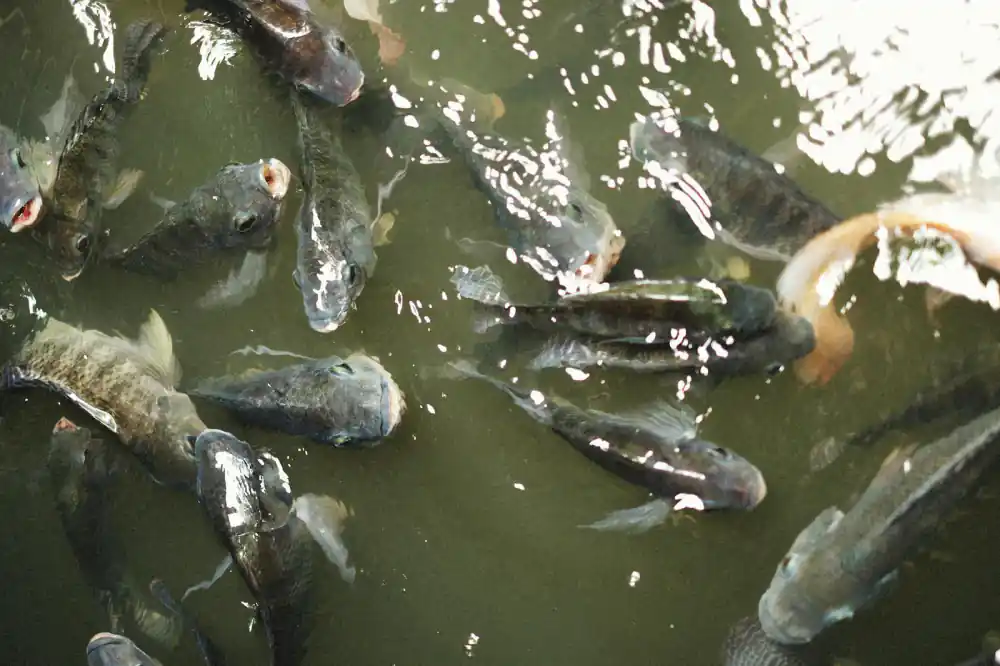 Nile Tilapia Fingerlings