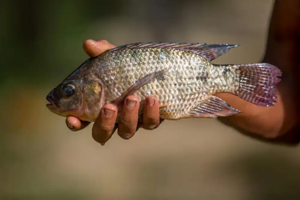 High yield Tilapia harvesting