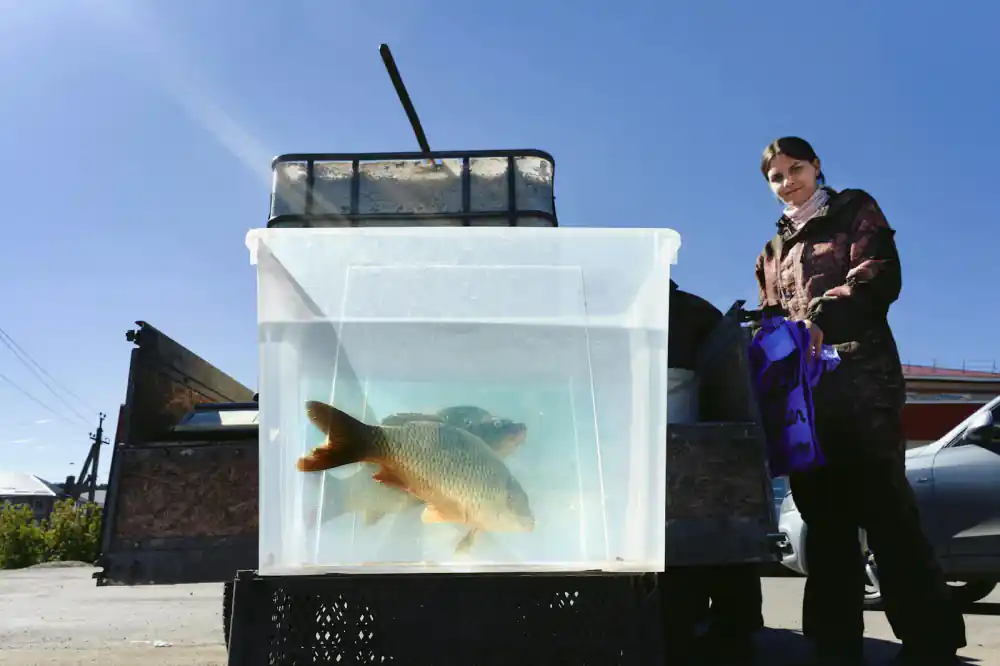 Live fish transport tanks